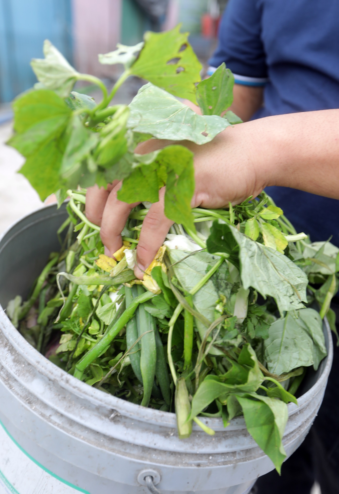 专题/第二篇/世界粮食危机-跟能源抢粮