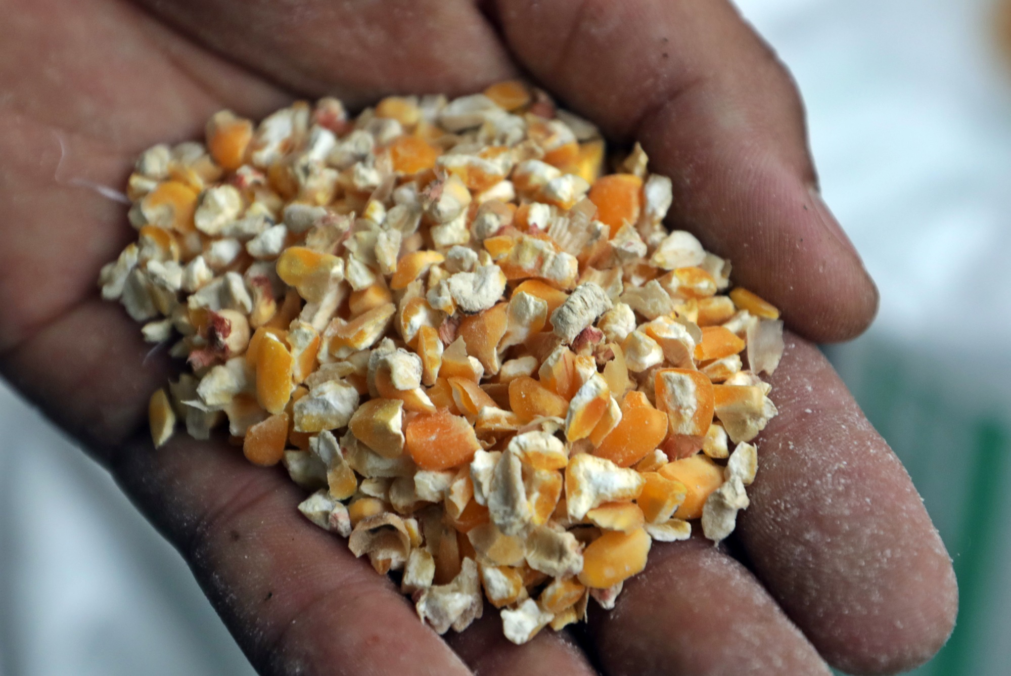 专题/第二篇/世界粮食危机-跟能源抢粮