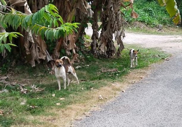 东:文德甲旗山英丹花园住区近来出现大量流浪狗,引起居民隐忧,会带来安全问题。