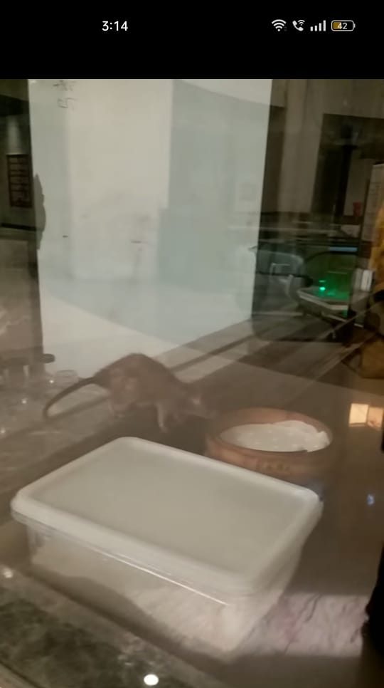 全国:云顶一间餐馆有老鼠