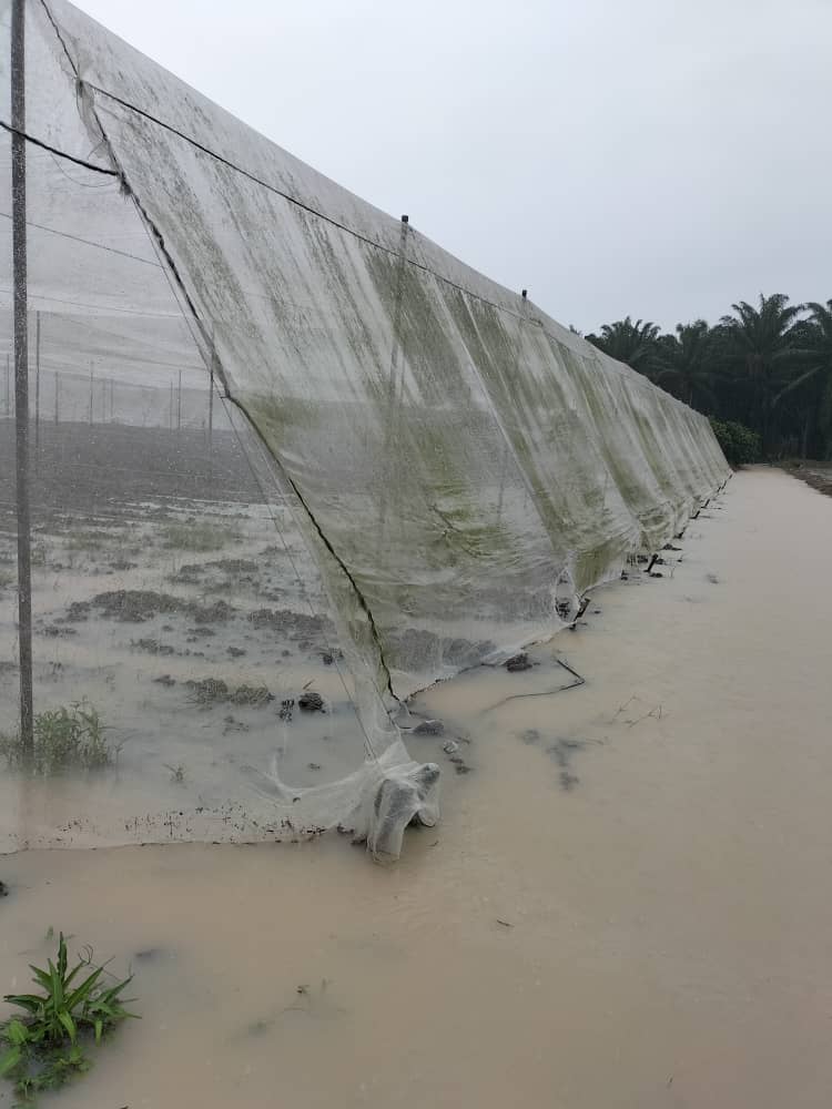 柔佛多区严重水灾，蔬菜供应明起受影响