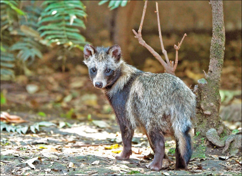 冠病溯源新证据:与貉有关
