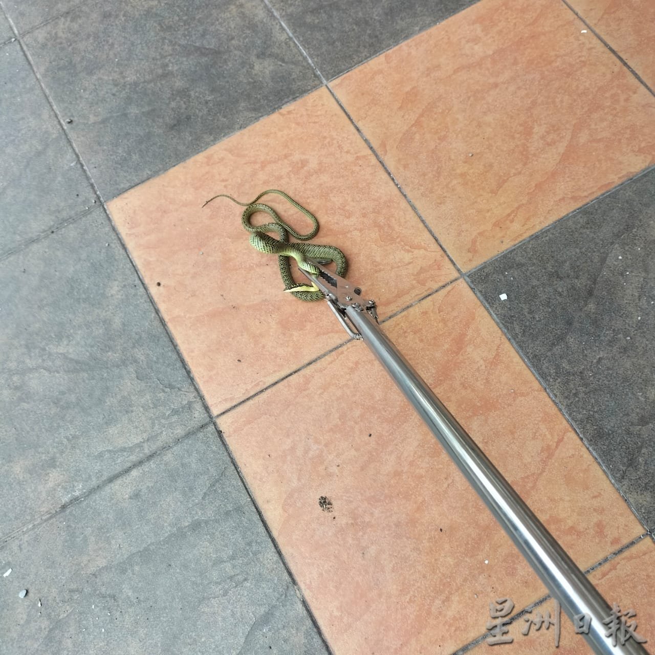 出走树林犯境 义消民防队忙捉蛇