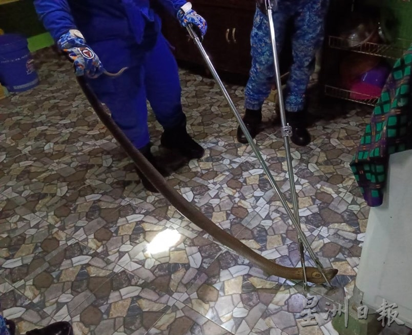 出走树林犯境 义消民防队忙捉蛇