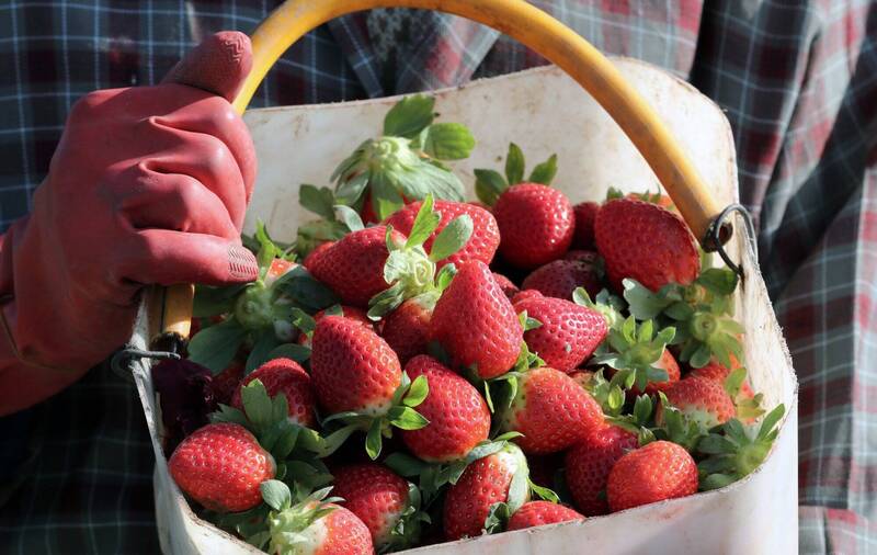 吃冷冻有机草莓得A肝 美多家零售商紧急下架
