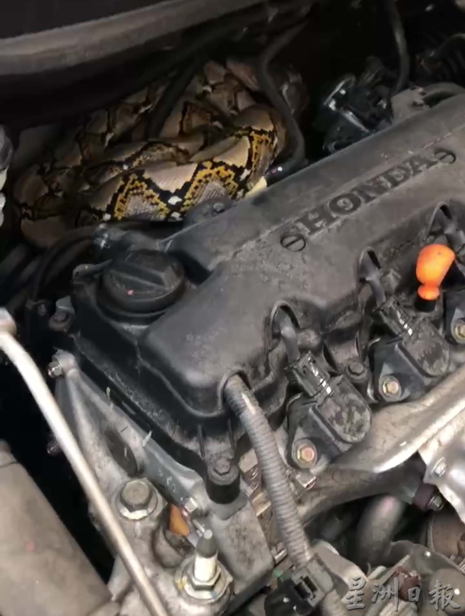 大蟒蛇大热天 爬进车引擎“乘凉”