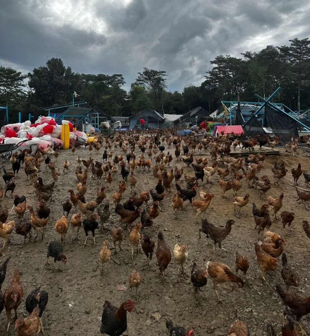大都会/封面/非法养鸡场被投诉曝光,万只走地鸡剩百只自生自灭/7图