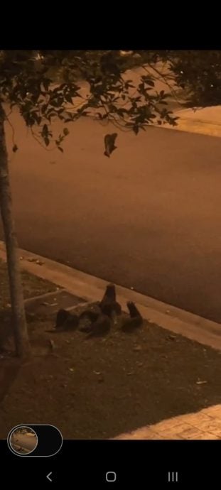 大都会/水獭群大闹加影玉山,无数鲤鱼被水獭咬死