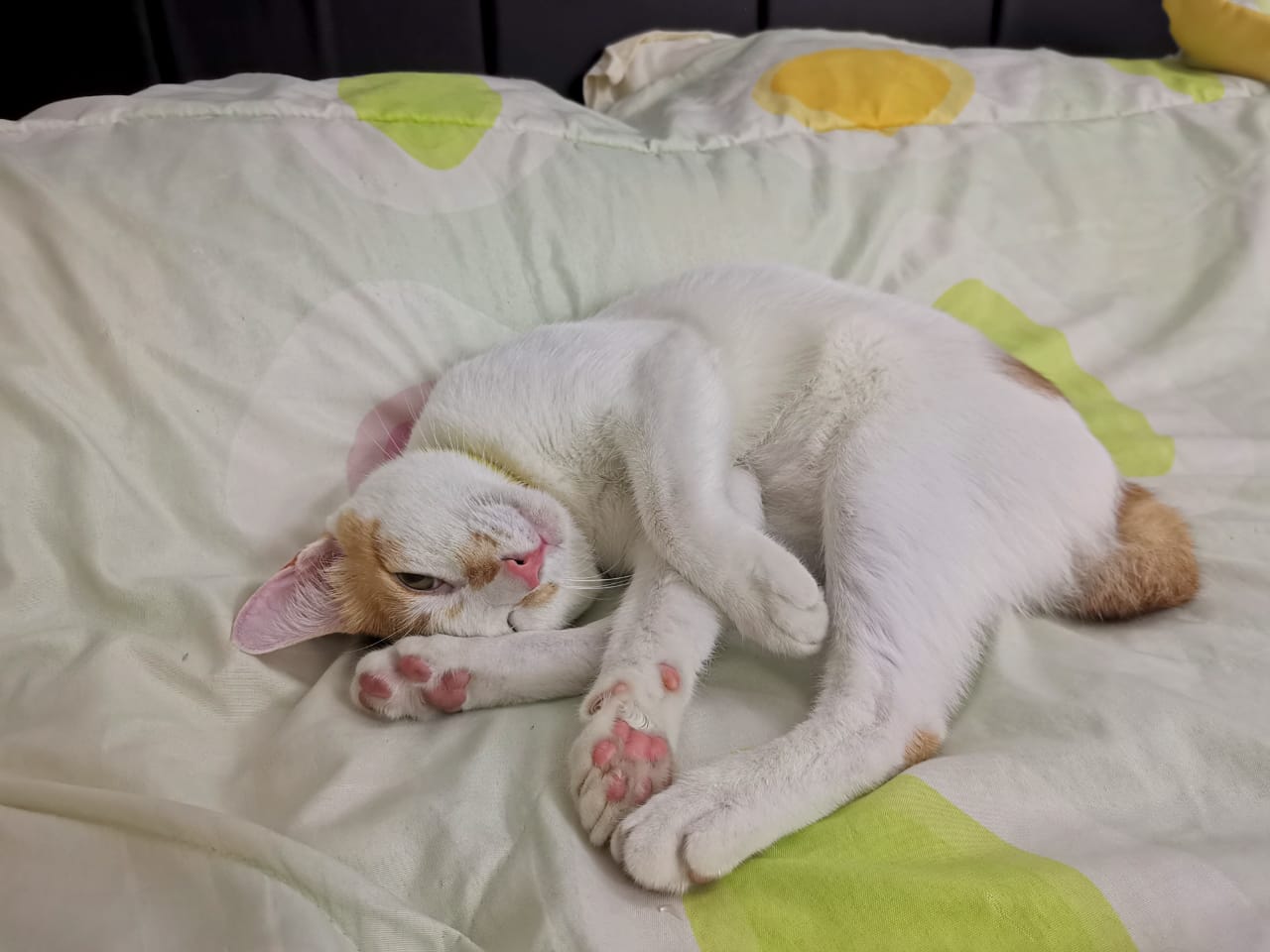 大霹雳封底主文/【我家萌宠】/收编猫咪成家里一份子