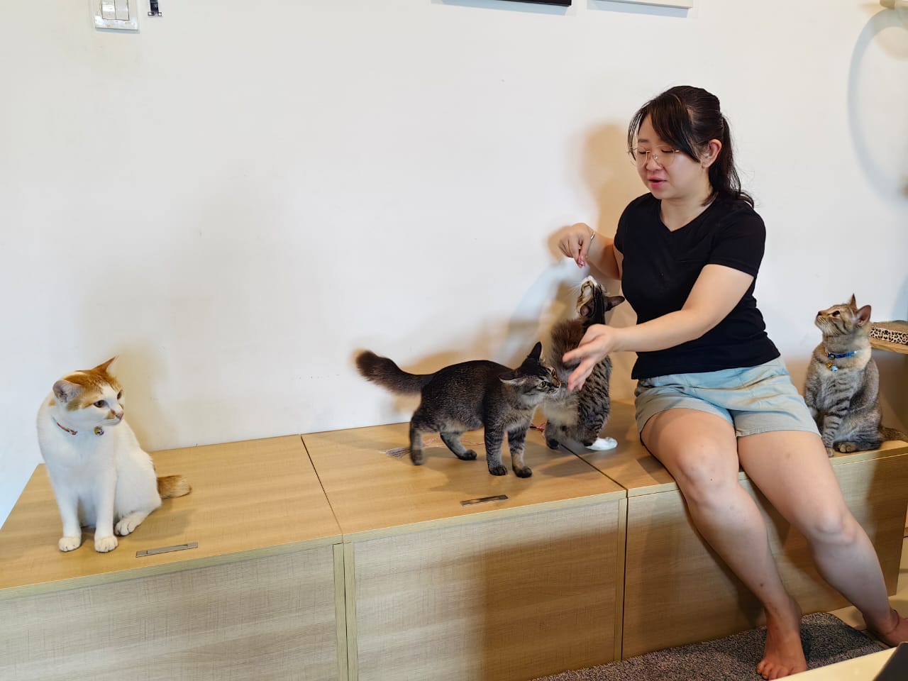 大霹雳封底主文/【我家萌宠】/收编猫咪成家里一份子