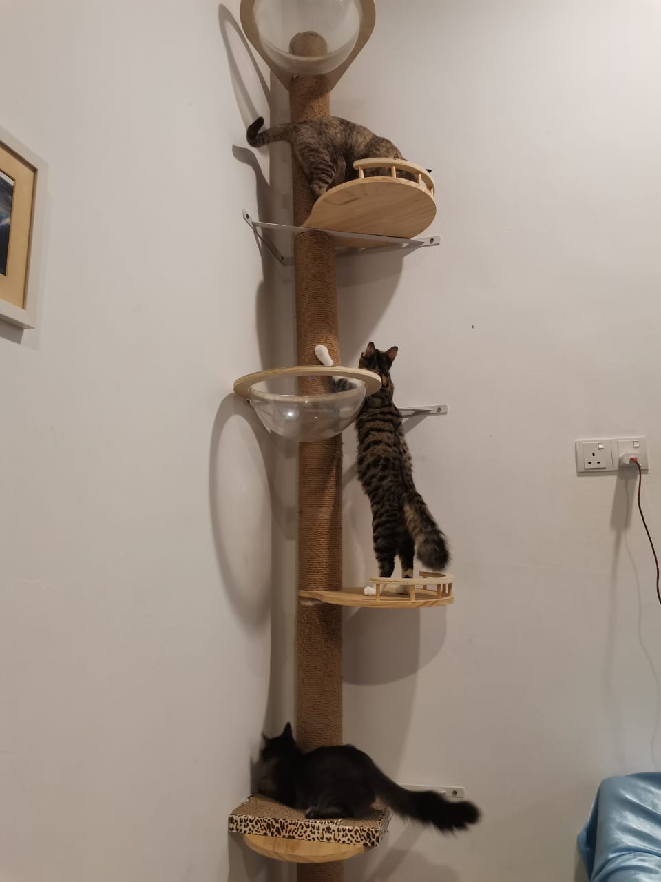 大霹雳封底主文/【我家萌宠】/收编猫咪成家里一份子