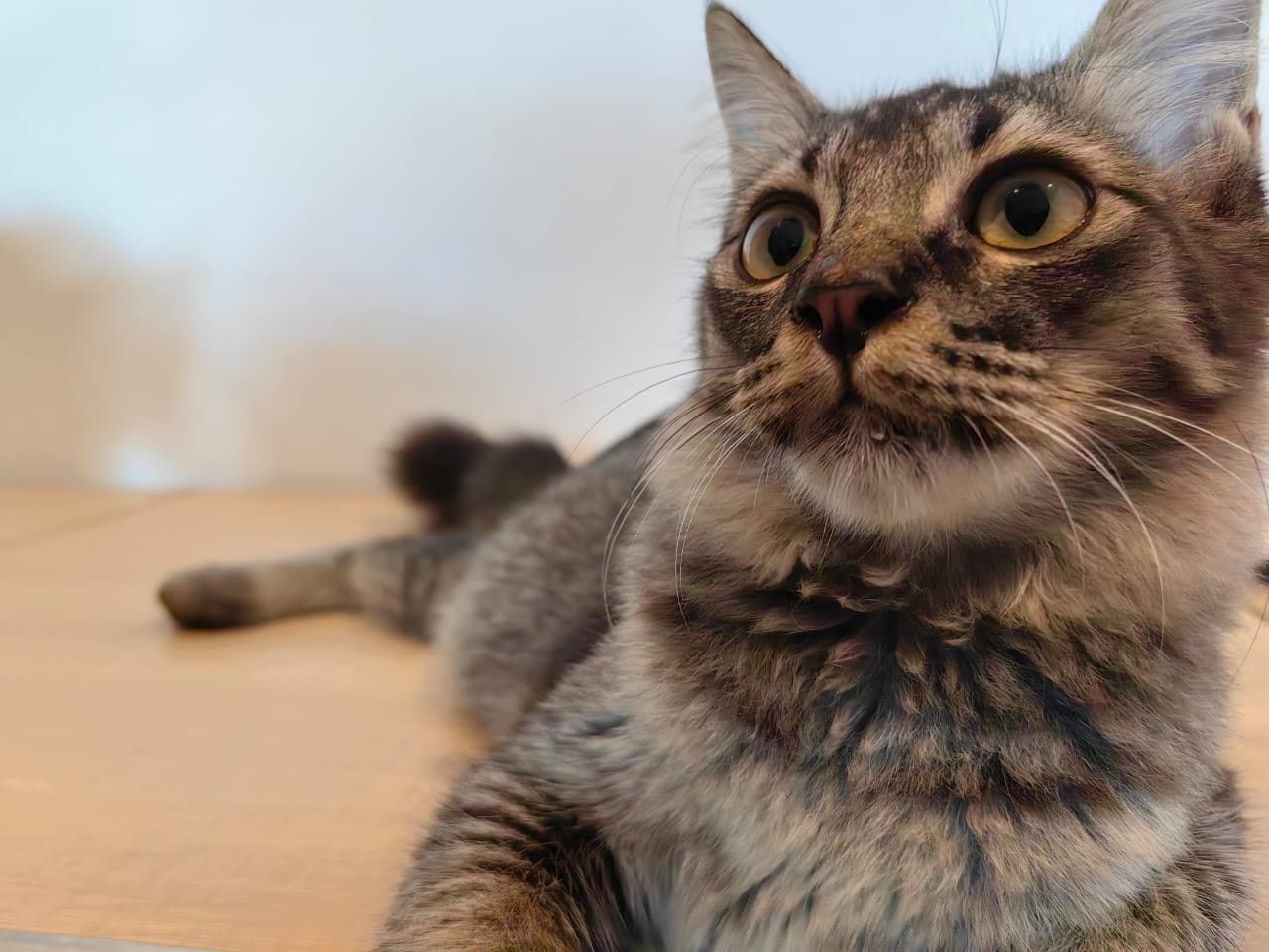 大霹雳封底主文／【我家萌宠】／收编猫咪成家里一份子