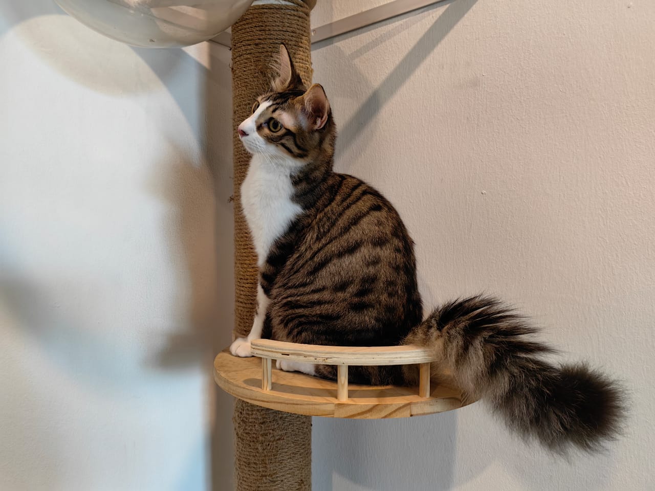 大霹雳封底主文／【我家萌宠】／收编猫咪成家里一份子