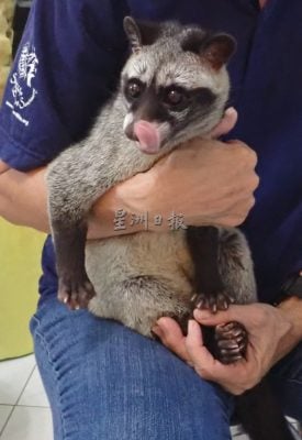 大霹雳封底主文／【我家萌宠】／果子狸