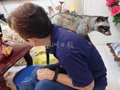 大霹雳封底主文/【我家萌宠】/果子狸