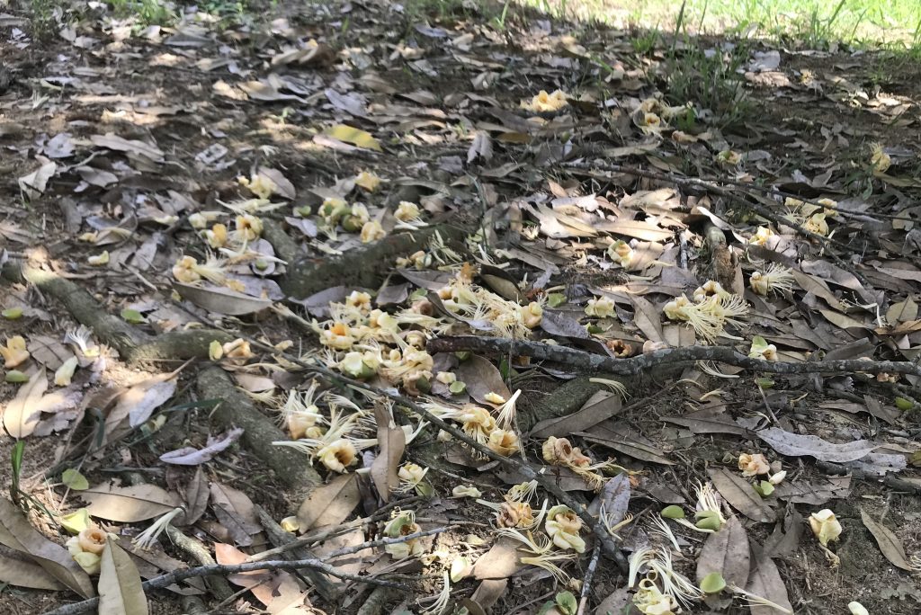 大霹雳焦点／产量或比去年增20至30% 上霹雳猫山王黑刺料大丰收