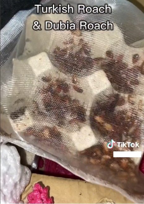 女子开箱视频让人发毛 网惊:她买“小强”来养!