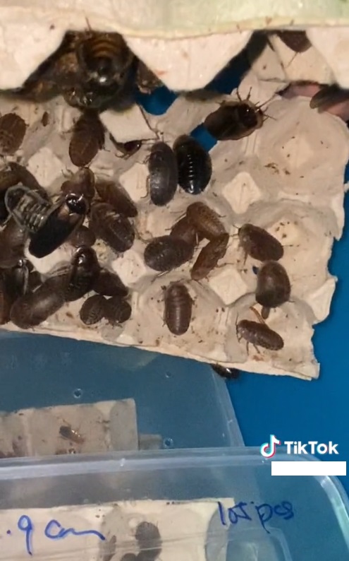 女子开箱视频让人发毛 网惊:她买“小强”来养!