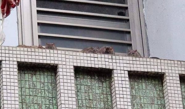 妇女笃信因果论不杀生 家养百鼠大如猫吓疯邻居