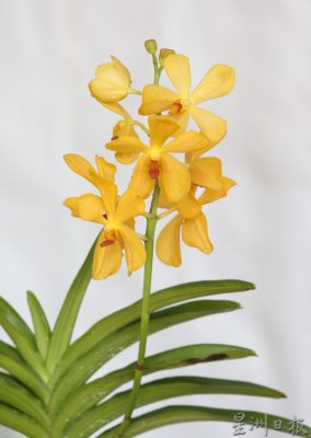 安华：在马来人占大多数下 依然维护所有族群利益