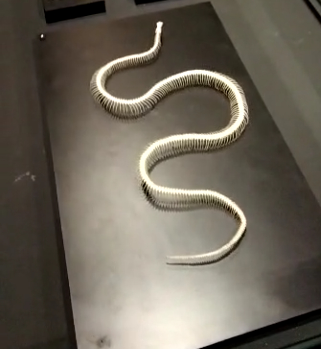 封面/请签发(大北马)结合科学和艺术 剥制师为动物尸体注入新生命