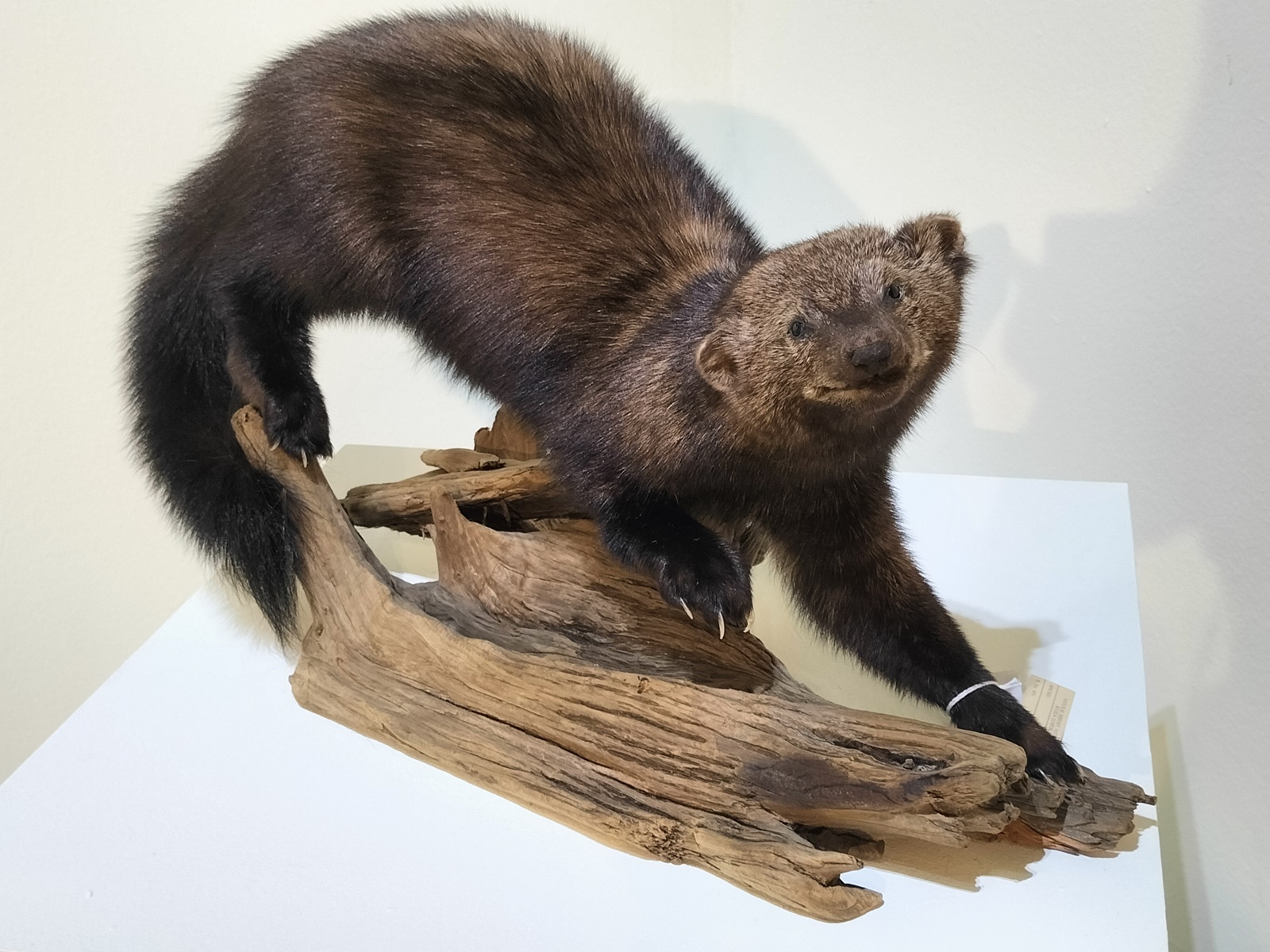 封面/请签发(大北马)结合科学和艺术 剥制师为动物尸体注入新生命