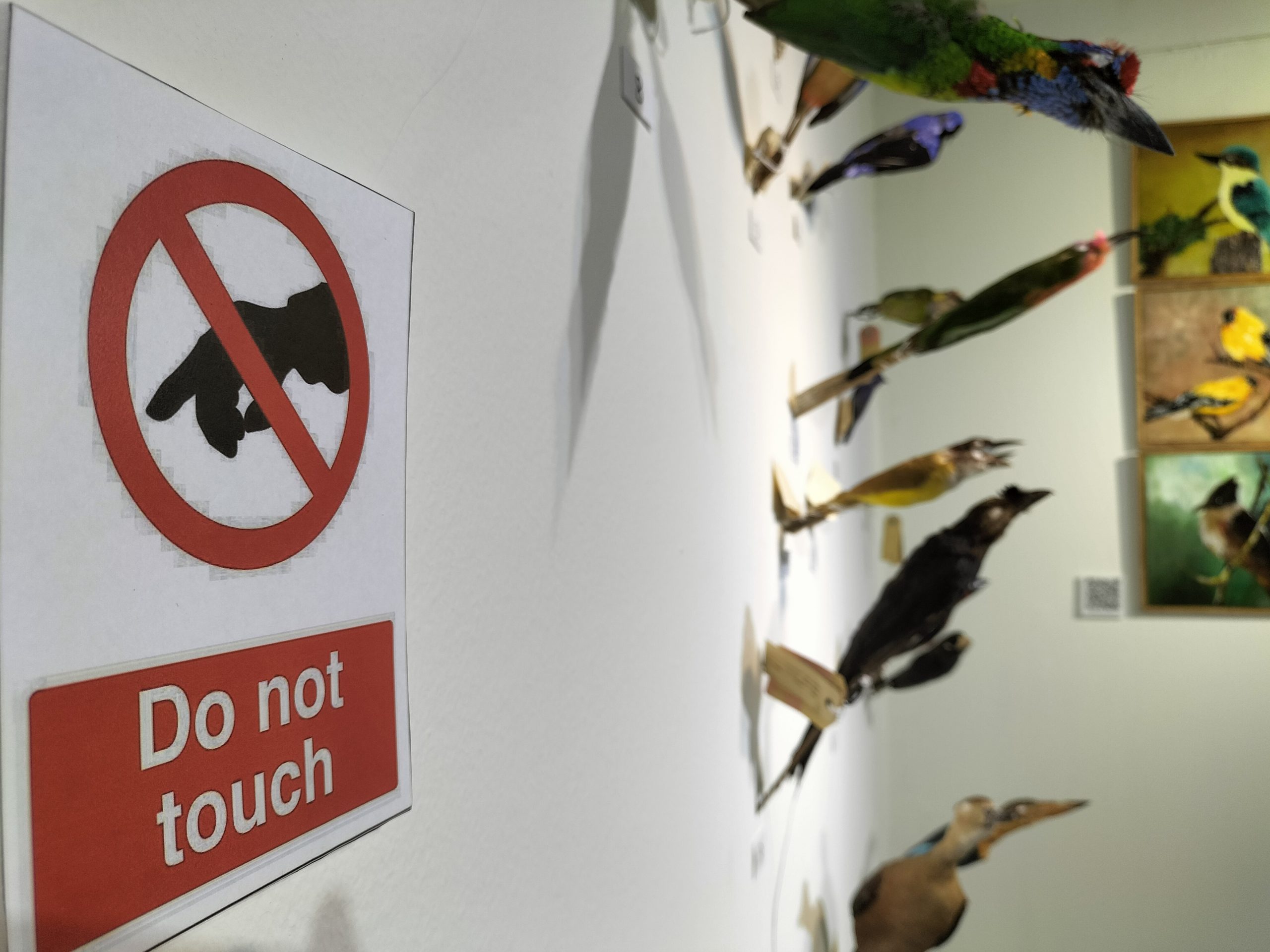 封面/请签发(大北马)结合科学和艺术 剥制师为动物尸体注入新生命