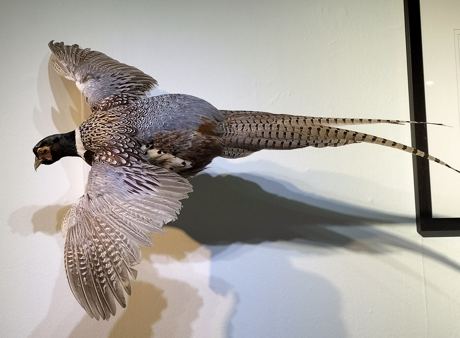 封面/请签发(大北马)结合科学和艺术 剥制师为动物尸体注入新生命