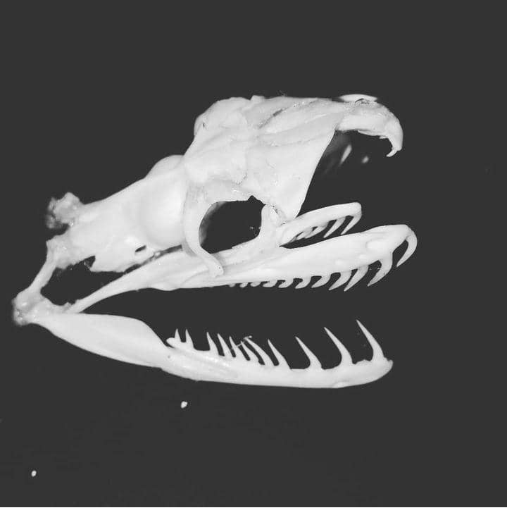 封面/请签发(大北马)结合科学和艺术 剥制师为动物尸体注入新生命