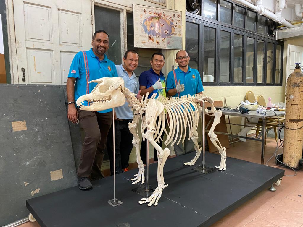 封面/请签发(大北马)结合科学和艺术 剥制师为动物尸体注入新生命