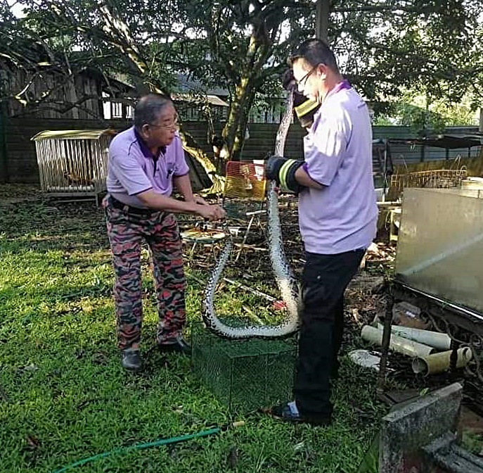 **已签发**柔:蟒蛇潜入生吞活鹅,老屋主惊呆