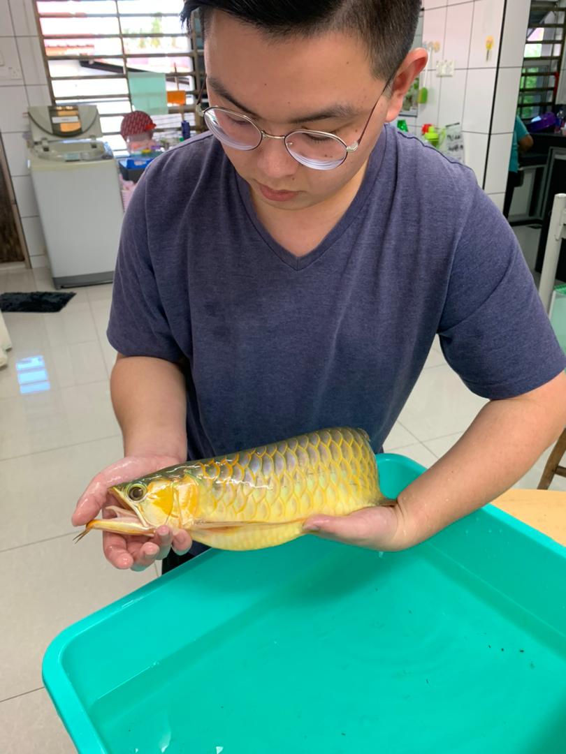 **已签发**柔︰封底:【宠物萌萌哒】︰对龙鱼情有独锺,郑善勇还会帮忙整容