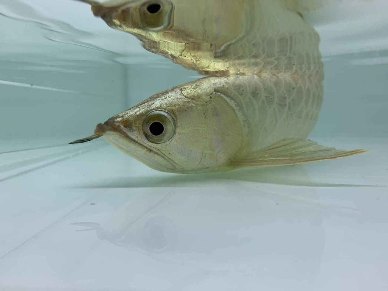 **已签发**柔︰封底:【宠物萌萌哒】︰对龙鱼情有独锺,郑善勇还会帮忙整容