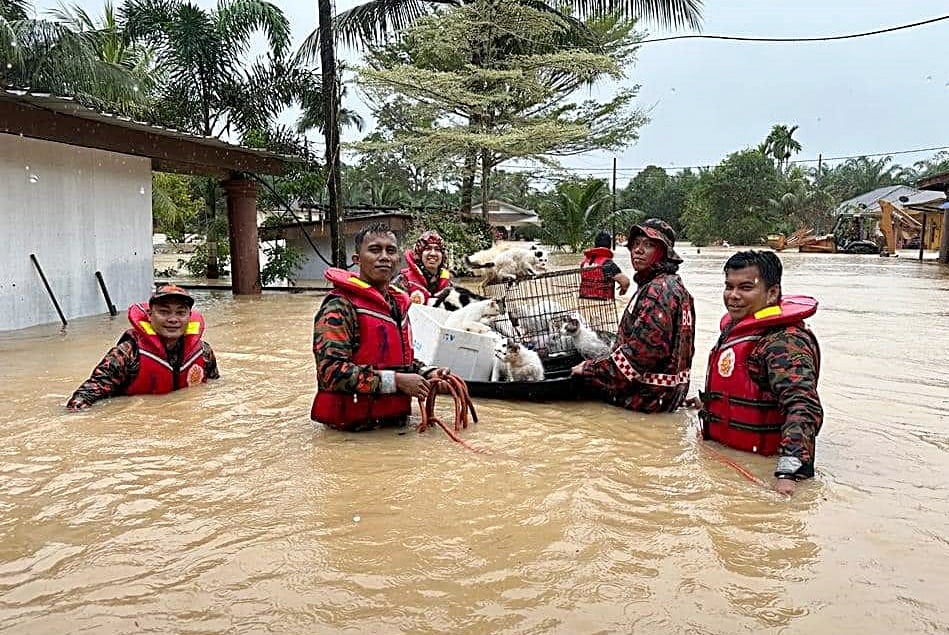 **已签发**柔:“我们不只救猫!羊,我们也救!”消拯员救援无差别