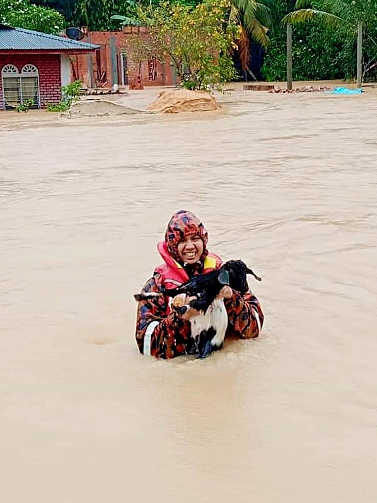 **已签发**柔:“我们不只救猫!羊,我们也救!”消拯员救援无差别