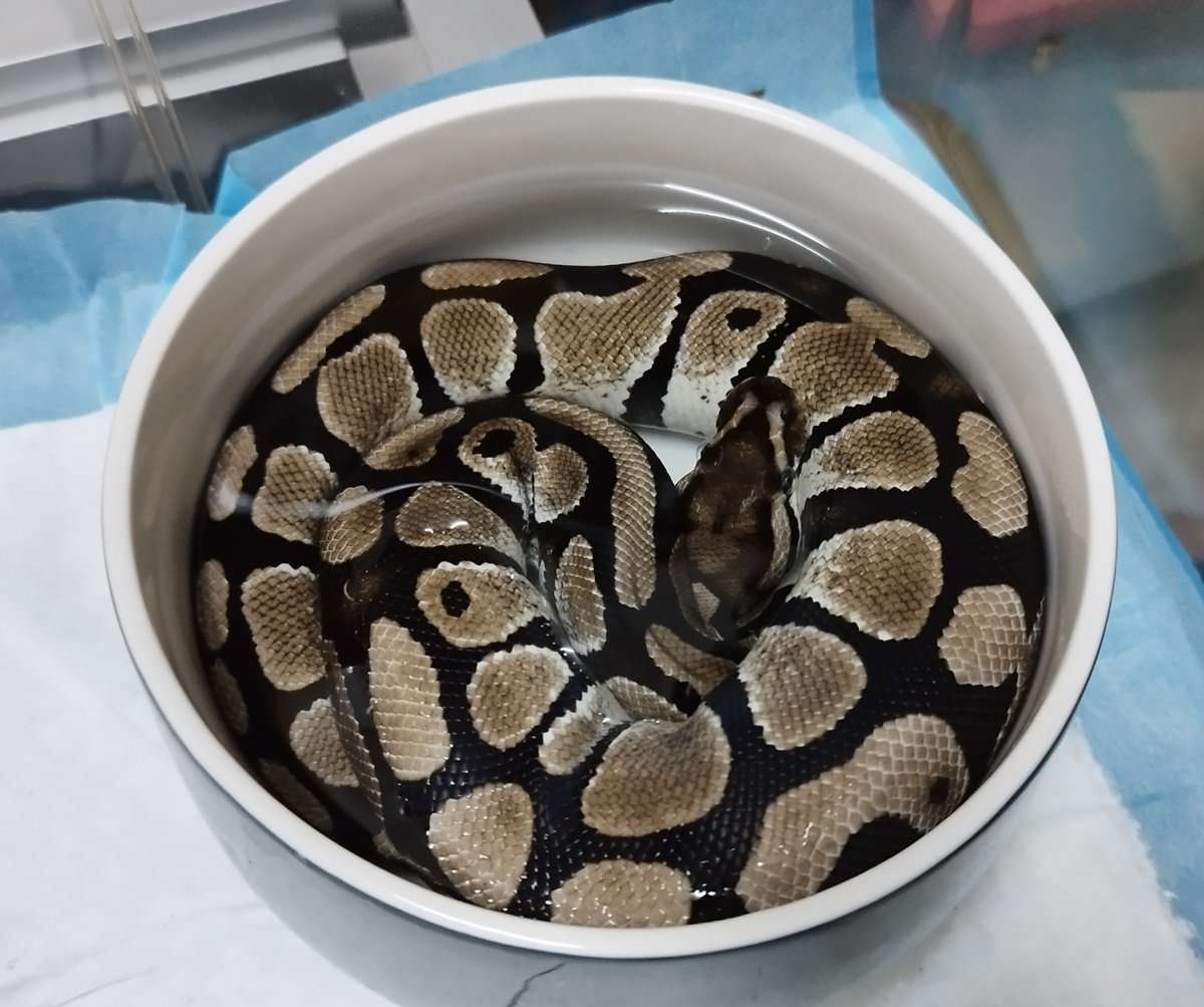 **已签发**柔:宠物萌萌哒(3月11日见报):热衷于生物研究,林昊昕享受“与蛇共舞”快乐时光