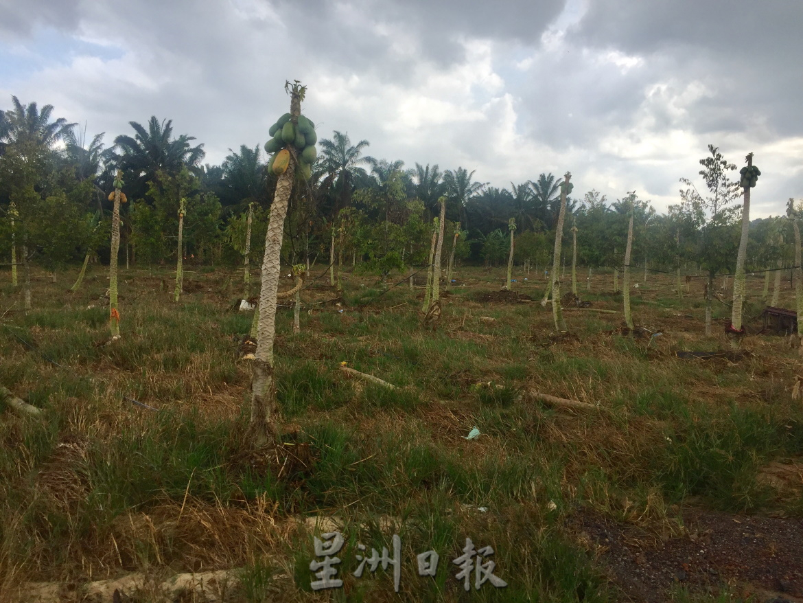 **已签发**柔:封面:大水损家园又毁果树,三合港园主面对惨痛双重损失