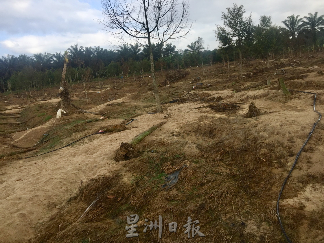 **已签发**柔：封面：大水损家园又毁果树，三合港园主面对惨痛双重损失