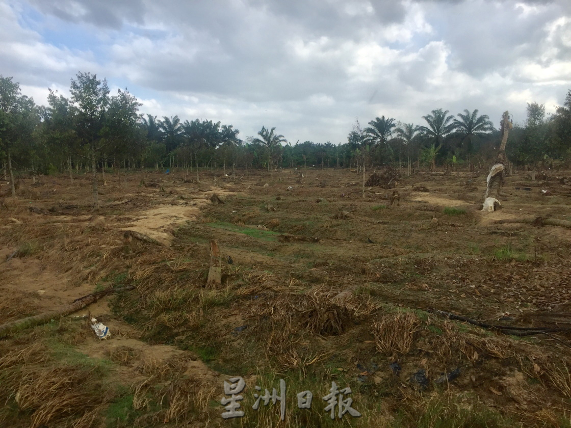 **已签发**柔：封面：大水损家园又毁果树，三合港园主面对惨痛双重损失