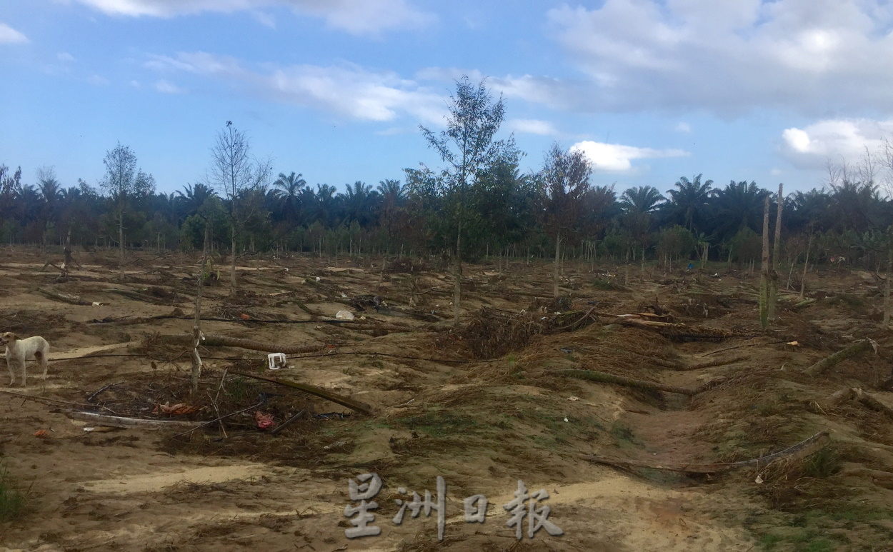 **已签发**柔:封面:大水损家园又毁果树,三合港园主面对惨痛双重损失