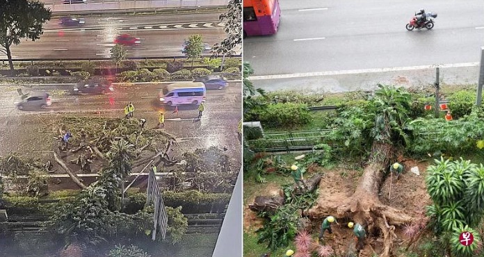 *已签发*柔:狮城二三事:强风刮倒老树 挡狮城PIE 4车道