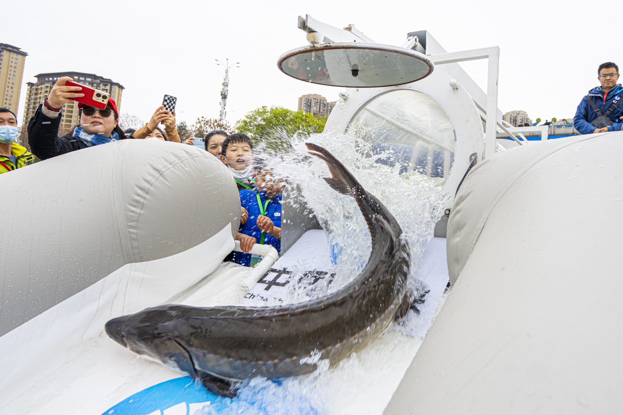 拼盘/20万尾中华鲟放归长江