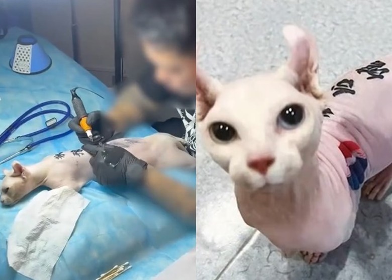 拼盘／为无毛猫纹店名　饲主惹虐猫疑云