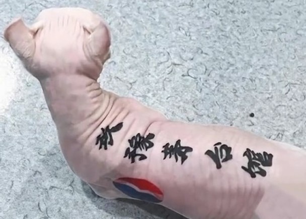 拼盘／为无毛猫纹店名　饲主惹虐猫疑云