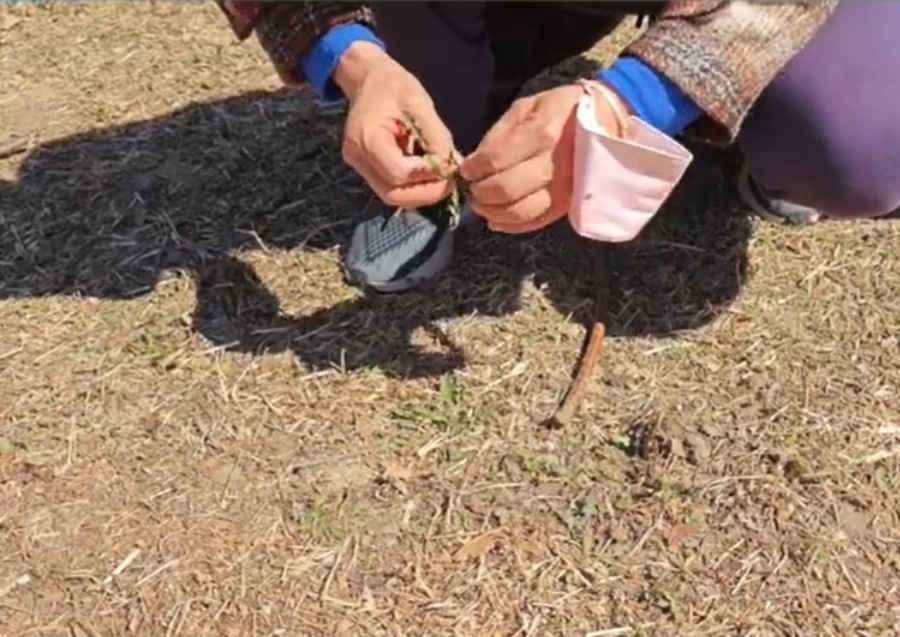 拼盘／北京公园“春花节”游客折花爬树 市民感叹大煞风景