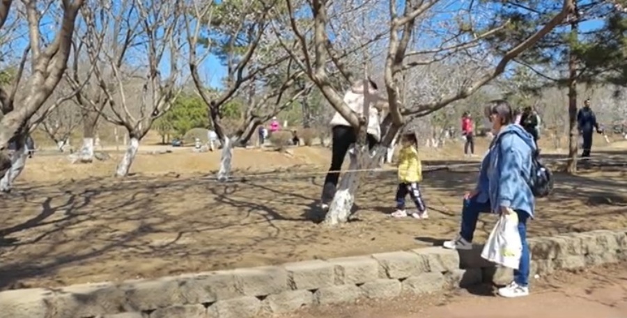 拼盘／北京公园“春花节”游客折花爬树 市民感叹大煞风景