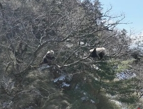 拼盘／大熊猫晒太阳还磨蹭树干 专家：与发情期有关