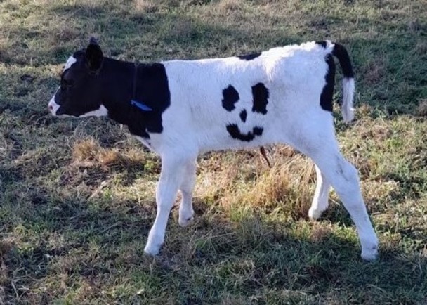 拼盘/小牛拥笑脸斑纹 晋升畜牧场宠物