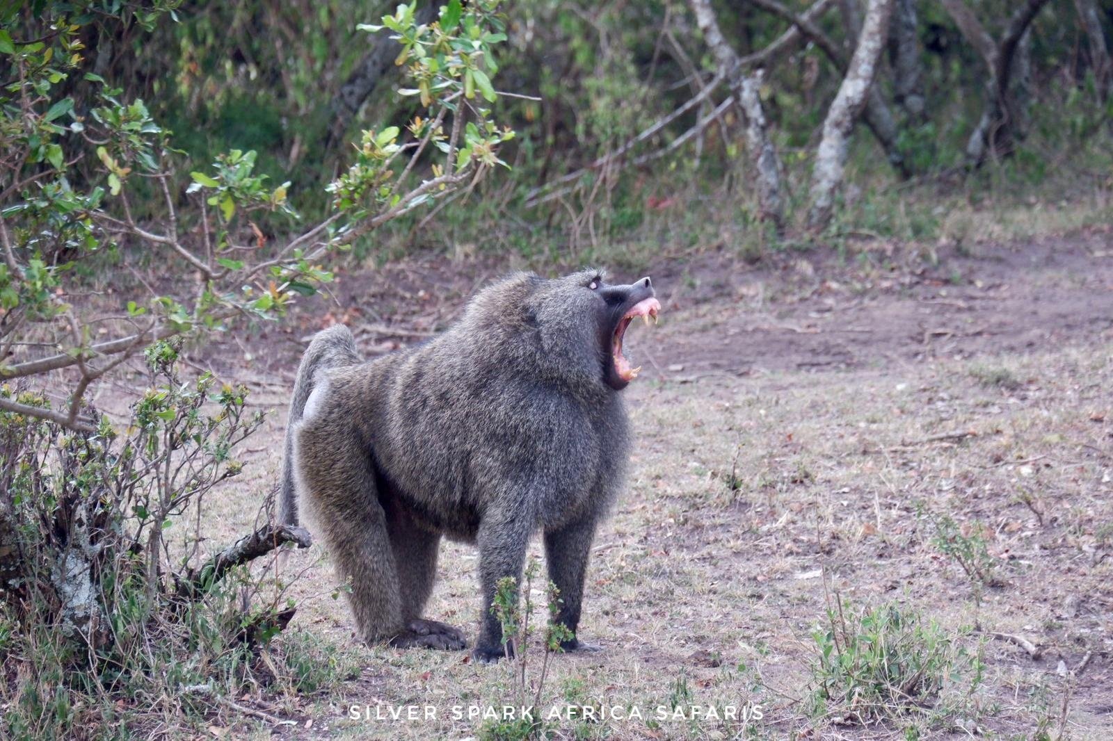 拼盘/崖上狒狒丢石头! 3登山客惨遭60公斤巨岩砸中弄断腿