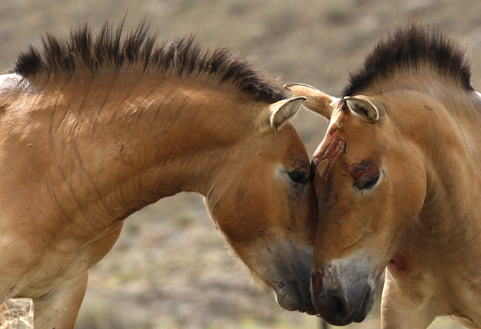 拼盘/新研究:人类骑马最早证据可追溯到约5000年前